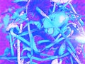Magic mushroom blue colored digital illustration. Mushroom with thin stipe and wide pileus.