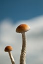 Magic mushroom couple 3 Royalty Free Stock Photo