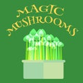 Magic mushrooms grow kit