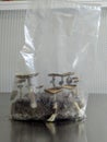 Magic Mushrooms P. Cubensis Mushrooms growing in a bag