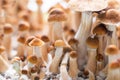 Magic mushrooms Psilocybin Royalty Free Stock Photo