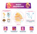 Magic mushrooms vector illustration. Labeled characteristics graphic scheme