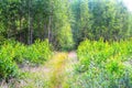 Magic and mysterious wild wood. High coniferous and deciduous trees. The pacified morning in the forest. Green background and land