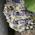 Magic of Nature: blue hydrangea fading into purple and green as it withers Royalty Free Stock Photo