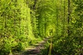 Magic nature landscape view of old railway in the forest. Sunny spring day. Famous tunnel of love in Klevan, Ukraine Royalty Free Stock Photo