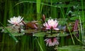 Magic of nature with pink water lilies or lotus flowers Marliacea Rosea. Nympheas are reflected in dark pond water Royalty Free Stock Photo