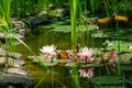 Magic of nature with pink water lilies or lotus flowers Marliacea Rosea. Nympheas are reflected in dark pond water Royalty Free Stock Photo