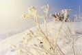 Magic picture - winter sun illuminates the icy branches of rosehip