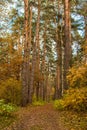 Magic picturesque path in the autumn forest