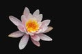 Magic pink beautiful water lily or lotus flower Marliacea Rosea isolated on black background Royalty Free Stock Photo