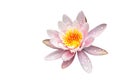 Magic pink beautiful water lily or lotus flower Marliacea Rosea isolated on white background Royalty Free Stock Photo