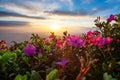 Magic pink rhododendron flowers close-up on summer Carpathian mountain. Dramatic sky Royalty Free Stock Photo