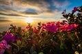 Magic pink rhododendron flowers close-up on summer Carpathian mountain. Dramatic sky Royalty Free Stock Photo