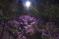 Magic pink rhododendron flowers in the forest. spring sunrise. The Rhododendrons are full in bloom in the spring. Royalty Free Stock Photo