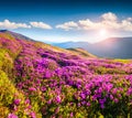 Magic pink rhododendron flowers in mountains. Royalty Free Stock Photo