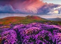 Magic pink rhododendron flowers in the mountains. Royalty Free Stock Photo