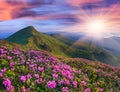 Magic pink rhododendron flowers in the mountains