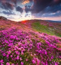 Magic pink rhododendron flowers in mountains. Summer sunrise Royalty Free Stock Photo