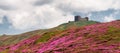 Magic pink rhododendron flowers Royalty Free Stock Photo