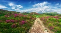 Magic pink rhododendron