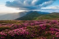 Magic pink rhododendron