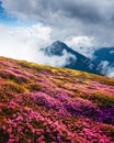 Magic pink rhododendron flowers on summer mountains