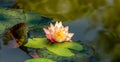 Magic pink water lily or lotus flower Perry`s Orange Sunset with spotty leaves. Petals of Nymphaea with water drops Royalty Free Stock Photo
