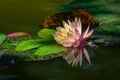 Magic pink water lily or lotus flower Perry`s Orange Sunset with spotty leaves. Petals of Nymphaea with water drops are reflected Royalty Free Stock Photo