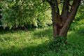 Summer landscape. Magic place. Green nature. Relaxation and tranquility in the park