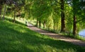 Summer landscape. Alley in the park. Magic place. Relaxation corner