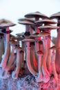 Hallucinogen psychoactive mushrooms Royalty Free Stock Photo