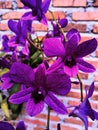 The magic purple of anggrek flowers