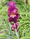 Magic purple flower