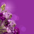 Magic Purple Flowers