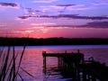 Magic purple sunset in Texas USA and trees silhouettes