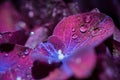 Magic purple violet hortensia hydrangea macro with water drops