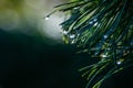 Magic raindrops on the original two-tone pine needles of Japanese pine Pinus parviflora Glauca.