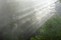 Magic Rays filtering through the forest Royalty Free Stock Photo