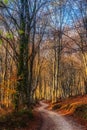 Fantasy footpath in the forest Royalty Free Stock Photo