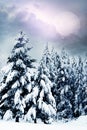 Magic romantic winter trees spruces with mystic moon and sky