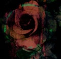 Magic rose, flower dark rose painted Alice rose