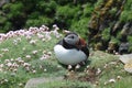 Magic seabird atlantic puffin sits between soft pink flowers and relaxes . Atlantic Puffin portrait face with full body image Royalty Free Stock Photo