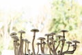 Magic shroom. Fungi hallucinogen. Medical research of psilocybin . Fresh Psilocybin shroom