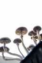 Magic shroom. Medical research of psilocybin . Fungi hallucinogen. Fresh Psilocybin shroom