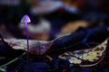 Magic small poisonous mushroom