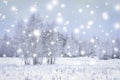 Magic Snowflakes In Winter Forest With Snowy Trees. Winter Background. Scenery Snowfall At The Morning.