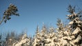 Magic snowy forest trees in lush snow. Christmas Christmas mood. Royalty Free Stock Photo