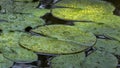 Magic spotted colorful leaves of water lily or lotus flower Perry`s Orange Sunset in garden pond Royalty Free Stock Photo