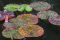 Magic spotted colorful leaves of water lily or lotus flower Perry`s Orange Sunset in garden pond. Amazing red, green Nymphaea leav