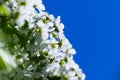 Magic spring flower spiraea on blue sky background. White blossoms of thunberg meadowsweet (spiraea thunbergii) in spring. Vivid